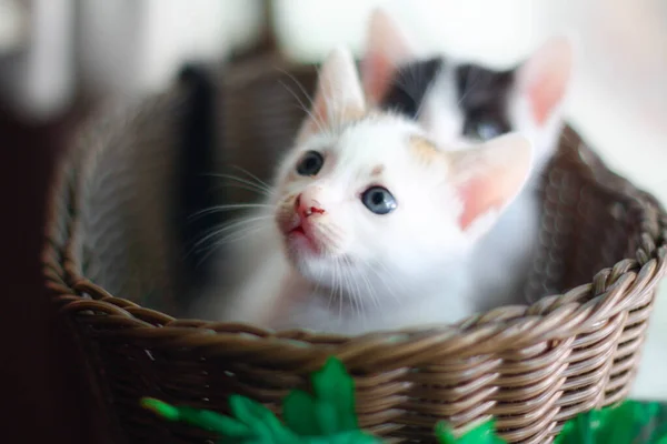 Roztomilé Koťátko Proutěném Košíku Selektivní Zaměření — Stock fotografie