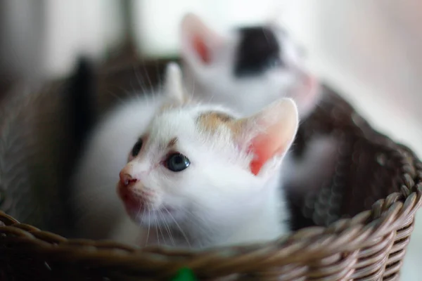 Hasır Sepetteki Şirin Kedi Yavrusu Seçici Odak — Stok fotoğraf
