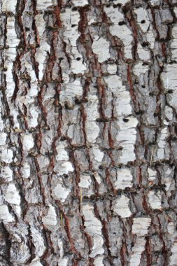 Ağaç kabuğu, ağaç kabuğuna yakın çekim, ağaç kabuğu detayı, malzeme ahşap, metil ağacı, Amerikan çam ağacı..