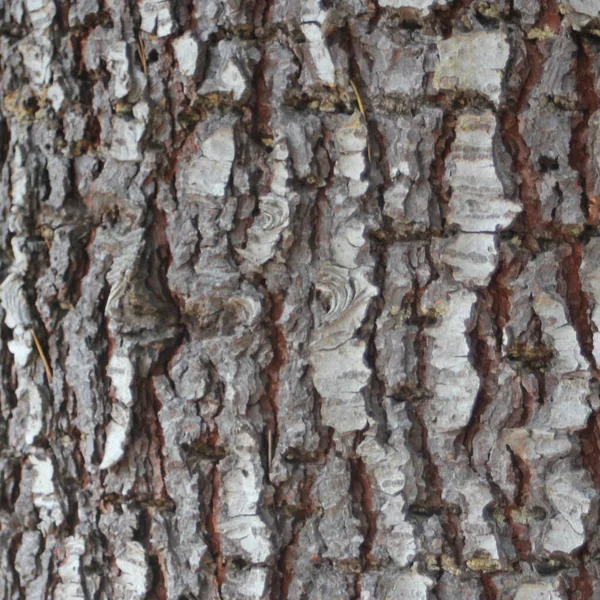 树皮的特写 树皮细节 材料木 美洲松树 — 图库照片