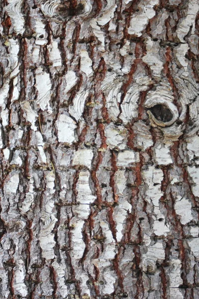 Φλοιό Ενός Δέντρου Κοντινό Πλάνο Του Φλοιού Ενός Δέντρου Λεπτομέρεια — Φωτογραφία Αρχείου