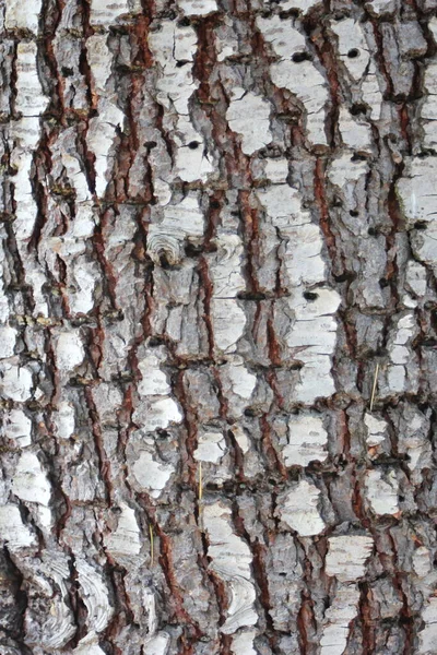 Kůra Stromu Detailní Záběr Kůru Stromu Detail Kůry Materiálové Dřevo — Stock fotografie