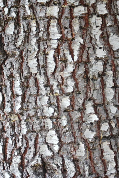 Rinde Eines Baumes Nahaufnahme Der Rinde Eines Baumes Rindendetail Material — Stockfoto