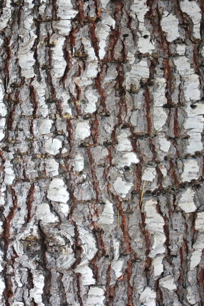 bark of a tree, close-up of the bark of a tree, bark detail, material wood, mepping wood, american pine tree.
