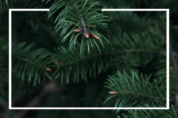杉树分枝 带有绿色针头和白色框架 用于复制空间 — 图库照片