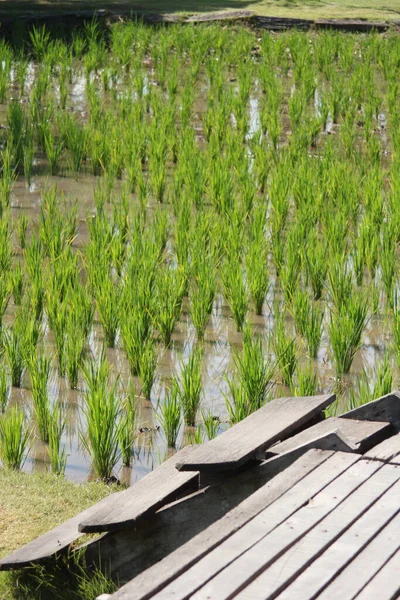 Wooden terraces and rice fields