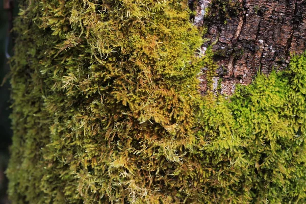 Primer Plano Hierba Musgosa Que Crece Los Árboles Bosque Pinos — Foto de Stock