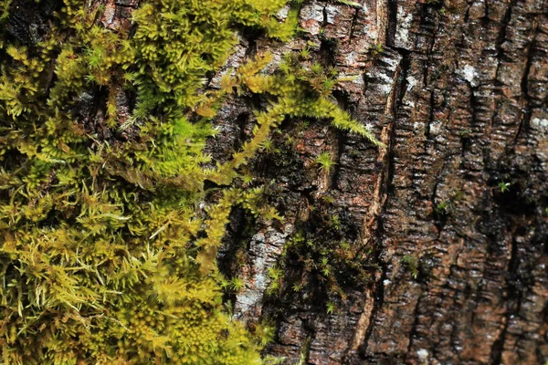 特写生长在美国华盛顿州松树林或针叶林树木上的苔藓草 — 图库照片