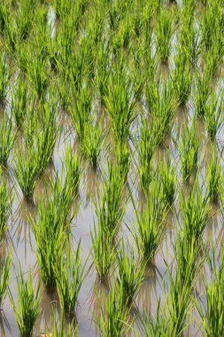 Asya ülkesindeki yeşil pirinç tarlalarında pirinç bitkileri