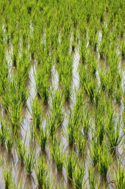 Asya ülkesindeki yeşil pirinç tarlalarında pirinç bitkileri