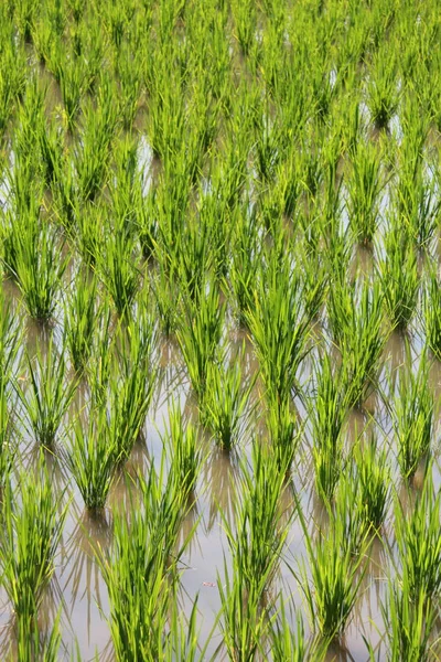 Rice Plants Green Rice Fields Asian Country — Stock Photo, Image