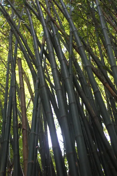Koyu Yeşil Bambu Bambu Ormanı Ormanda Güneş Işığı Olan Bambu — Stok fotoğraf