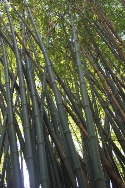 深绿色的竹子 竹子林 竹子在有阳光的森林里 — 图库照片