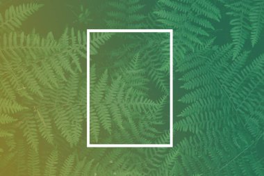 Yeşil arkaplan, eğreltiotu yaprakları ve beyaz çerçeve. Doğa arkaplanı.