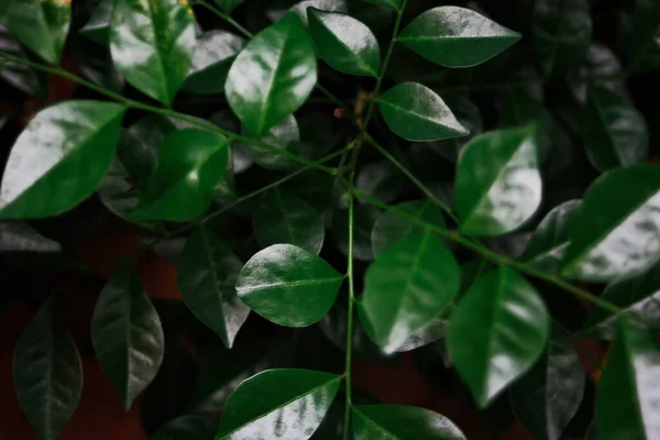 ポットにフィクスベンジャミナ植物の緑の葉 — ストック写真