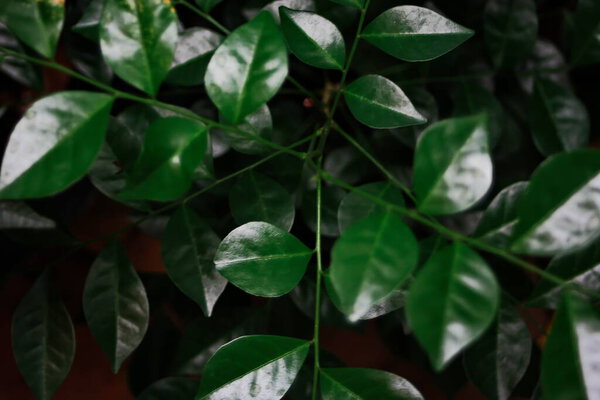 Green leaves of ficus benjamina plant in the pot.