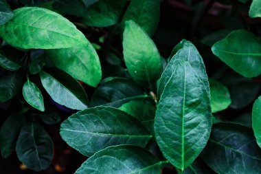 Yeşil yaprak arkaplan, yeşil zemin arkaplan, tropikal yaprak, kontrastlı resim, yeşil yaprak.