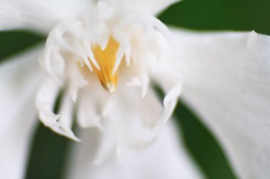 Beyaz Cattleya çiçeği yakın plan makro fotoğraf, seçici odaklanma