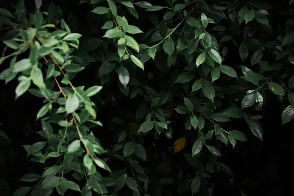 Dark green leaf backdrop, dark tone, small leaves, tropical leaves, dark green leaf wallpaper.