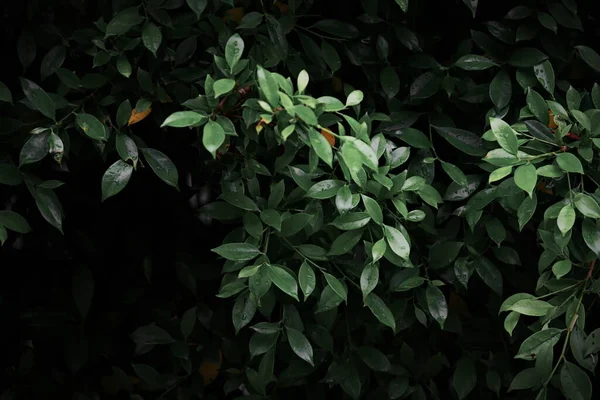 Dark green leaf backdrop, dark tone, small leaves, tropical leaves, dark green leaf wallpaper.