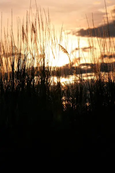 Silhouette of grass flower on sunset background. vintage tone.