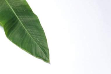 Metin veya resim için kopyalama alanı olan beyaz arkaplan üzerinde yeşil yaprak, cennet yaprağı kuşu, izole