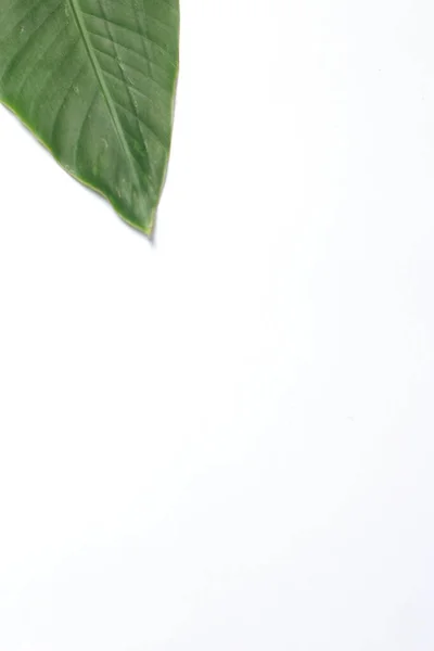 Green leaf on white background with copy space for text or image, leaf bird of paradise, isolate