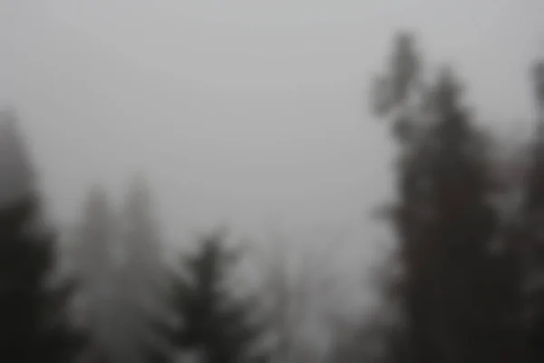 abstract background of misty pine trees in the forest on a foggy day