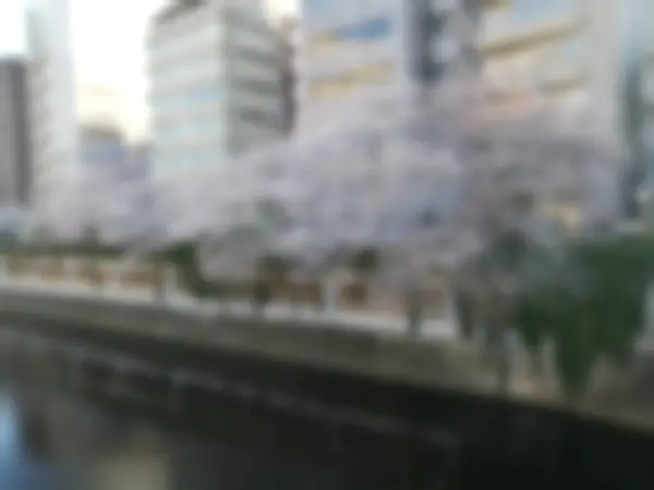 Blurred background of cherry blossom in Tokyo, Japan. Blurred background.