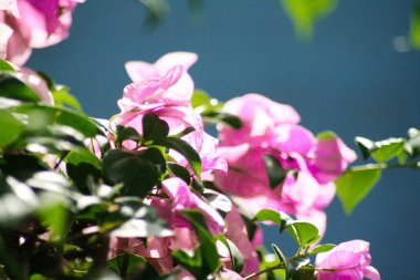 Mavi arka planda pembe bougainvillea çiçekleri.