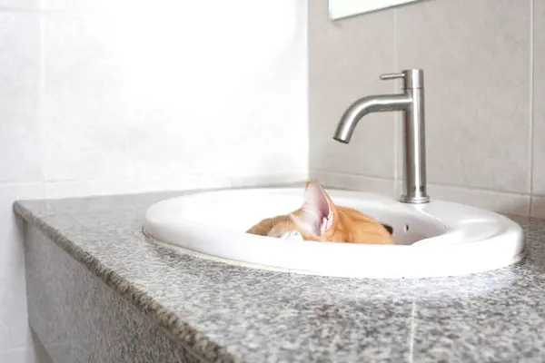 Cute cat bathes in a white sink in the bathroom.