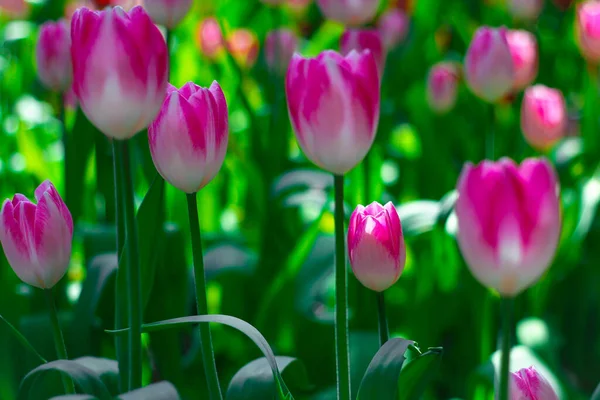 stock image tulips. a bulbous spring-flowering plant of the lily family, with boldly colored cup-shaped flowers.