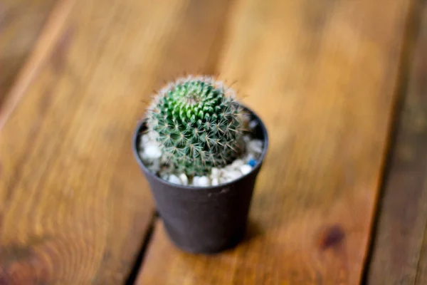 small cactus is planted in a small pot where the evening sun shines through its back.