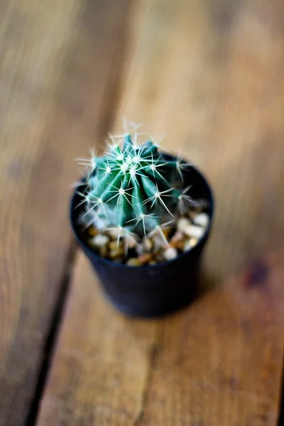 small cactus is planted in a small pot where the evening sun shines through its back.