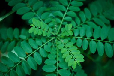 Ormanda yeşil yapraklar. Doğal arka plan. Sığ alan derinliği.