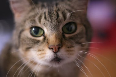 Tekir kedi ona bakıyordu ve yüzünde hüzünlü bir ifade vardı..