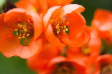 Portakal çiçekleri, portakal çiçeği polenleri, Amerika 'da çiçekler, Amerika' da yazın açan çiçekler.