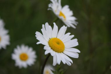 Karanlık bir günde bir tarlada papatyaların yakın plan fotoğrafı, papatyalar, üzüntü, hüzün, arka plan.