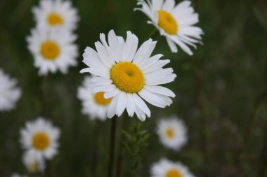 Karanlık bir günde bir tarlada papatyaların yakın plan fotoğrafı, papatyalar, üzüntü, hüzün, arka plan.