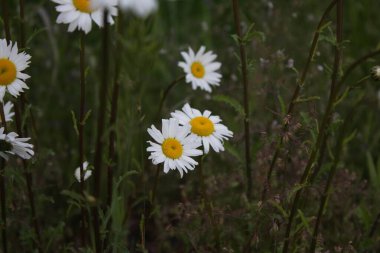 Karanlık bir günde bir tarlada papatyaların yakın plan fotoğrafı, papatyalar, üzüntü, hüzün, arka plan.