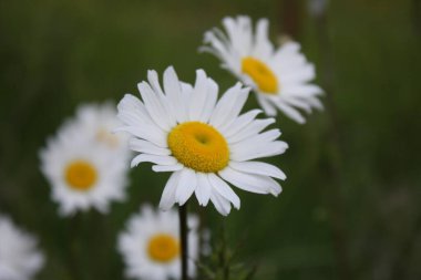 Karanlık bir günde bir tarlada papatyaların yakın plan fotoğrafı, papatyalar, üzüntü, hüzün, arka plan.