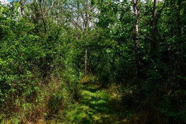 Bu manzara fotoğrafı Avrupa 'da, Fransa' da, Burgundy 'de, Nievre' de, Pouilly sur Loire 'da, Nevers' e doğru yazın çekildi. Loire 'ın kıyısında, güneşin altında patikalar görüyoruz..