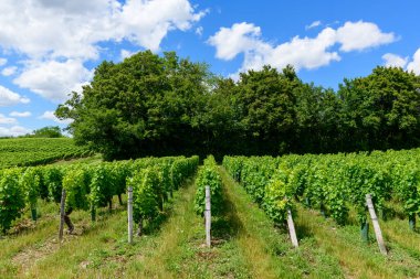 Bu manzara fotoğrafı Avrupa 'da, Fransa' da, Burgundy 'de, Nievre' de, Pouilly sur Loire 'da, Nevers' e doğru yazın çekildi. Güneşin altındaki yeşil sarmaşıkları görüyoruz..