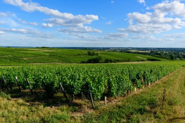 Bu manzara fotoğrafı Avrupa 'da, Fransa' da, Burgundy 'de, Nievre' de, Pouilly sur Loire 'da, Nevers' e doğru yazın çekildi. Güneşin altındaki yeşil sarmaşıkları görüyoruz..