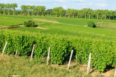 Bu manzara fotoğrafı Avrupa 'da, Fransa' da, Burgundy 'de, Nievre' de, Pouilly sur Loire 'da, Nevers' e doğru yazın çekildi. Güneşin altındaki yeşil sarmaşıkları görüyoruz..