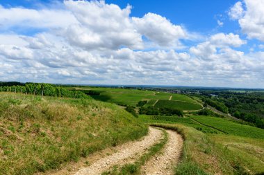 Bu manzara fotoğrafı Avrupa 'da, Fransa' da, Burgundy 'de, Nievre' de, Pouilly sur Loire 'da, Nevers' e doğru yazın çekildi. Yeşil sarmaşıkların ortasında, güneşin altında yürüyüş patikalarını görüyoruz..