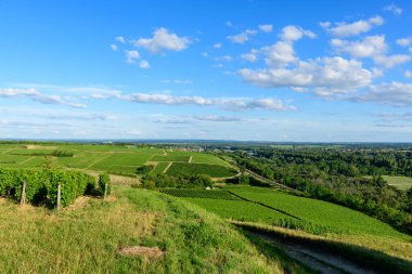 Bu manzara fotoğrafı Avrupa 'da, Fransa' da, Burgundy 'de, Nievre' de, Pouilly sur Loire 'da, Nevers' e doğru yazın çekildi. Güneşin altındaki yeşil sarmaşıkları görüyoruz..