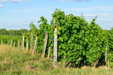 Bu manzara fotoğrafı Avrupa 'da, Fransa' da, Burgundy 'de, Nievre' de, Pouilly sur Loire 'da, Nevers' e doğru yazın çekildi. Güneşin altındaki yeşil sarmaşıkları görüyoruz..