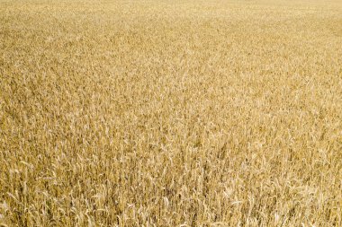Bu manzara fotoğrafı Avrupa 'da, Fransa' da, Burgundy 'de, Nievre' de, Nevers yakınlarında, yazın çekildi. Güneşin altında bir buğday tarlası görüyoruz..