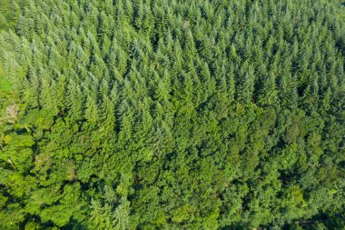 Bu manzara fotoğrafı Avrupa 'da, Fransa' da, Burgundy 'de, Nievre' de, Şato Chinon yakınlarında, yazın çekildi. Ormanları ve yeşil tarlaları olan kırsal bölgeleri görüyoruz, güneşin altında..